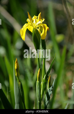 Iris jaune, Iris pseudacorus, Iridaceae Banque D'Images