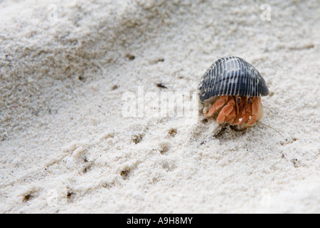 Un ermite de courir sur une plage de sable blanc dans les Maldives Banque D'Images