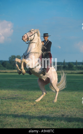 Cheval andalou (Equus przewalskii f. caballus), debout sur ses pattes arrière, avec rider Banque D'Images