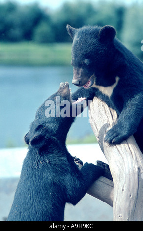 Ours noir d'Asie, ours, ours de l'Himalaya tibétain (Selenarctos thibetanus, Ursus thibetanus), deux oursons jouant, au zoo Banque D'Images