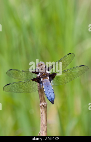 Corps large mâle Libellula depressa Chaser au repos sur la végétation par pond Potton Bedfordshire avec belle arrière-plan flou Banque D'Images