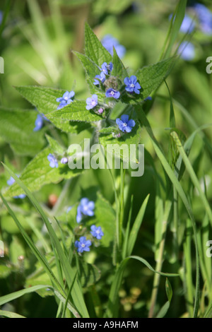 Orcanette vert, Pentaglottis sempervirens, Boraginacées Banque D'Images