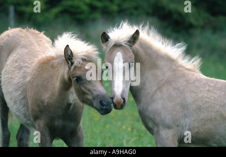 Barb Cheval (Equus przewalskii f. caballus), deux poulains Banque D'Images