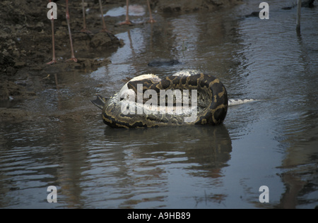African Rock Python Python sabae avaler un pélican blanc Kenya Banque D'Images