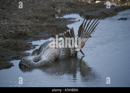 African Rock Python Python sabae contraignant un pélican blanc Kenya Banque D'Images