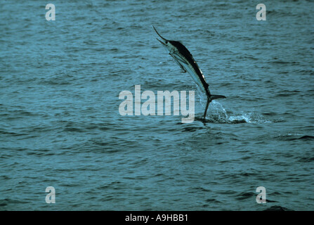 Le Marlin rayé Tetrapturus audax sautant Remora attaché Baja California au Mexique Banque D'Images