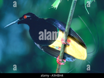 Douze à l'oiseau du paradis (Seleucidis melanoleuca) Banque D'Images