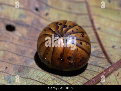 (Sphaerotheriidae millepedes comprimé géant), de défense, de la Malaisie, Langkawi Banque D'Images