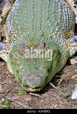 Crocodile (Crocodylus siamensis siamois), en Asie du sud-est Banque D'Images