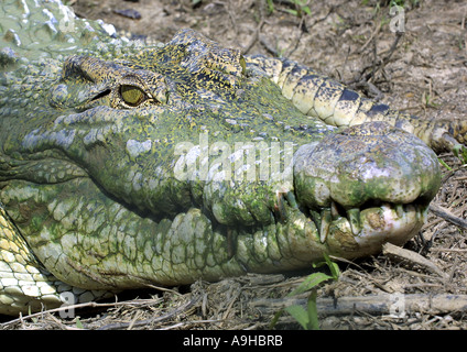 Crocodile (Crocodylus siamensis siamois) Banque D'Images