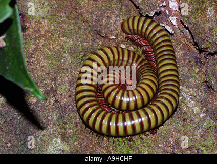 Millepede, mille-unijambiste, myriapodian (Myriopodes), spirale, Malaisie, Langkawi Banque D'Images