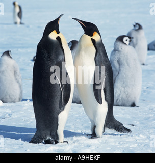 Manchots empereurs (Aptenodytes forsteri), saluant les uns les autres, avec les poussins dans l'arrière-plan, l'Antarctique Banque D'Images