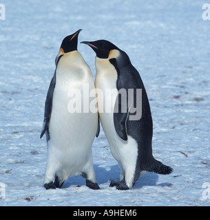 Manchots empereurs (Aptenodytes forsteri), saluant les uns les autres, de l'Antarctique Banque D'Images