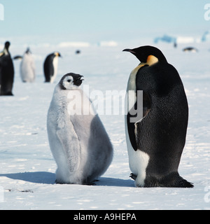 Manchot Empereur (Aptenodytes forsteri), avec l'Antarctique, poussin wellfed Banque D'Images