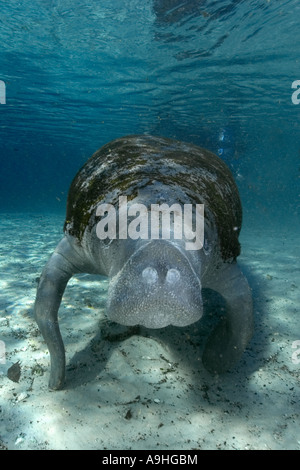 Florida manatee Trichechus manatus latirostris Crystal River Florida USA Banque D'Images