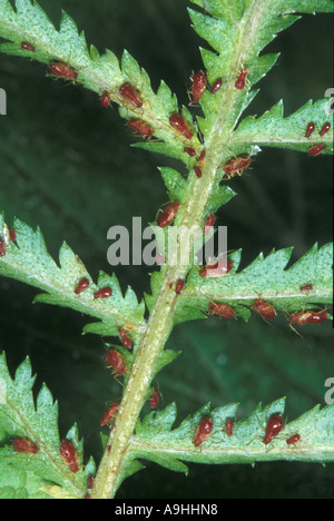 Et les pucerons (Aphidoidea greenflies etc.), feuilles affligées Banque D'Images