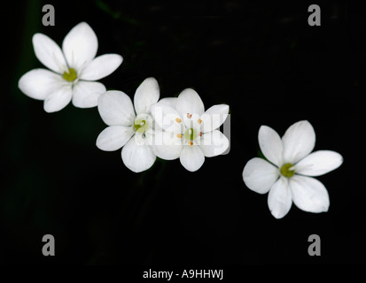 Fleurs blanc '. Banque D'Images