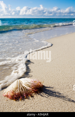 Low angle shot de la grande plage sur l'Île Biyadoo Banque D'Images