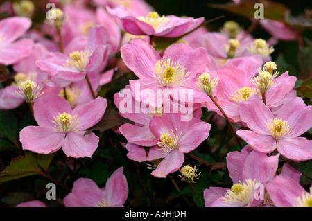 Clematis montana fleurs. Banque D'Images