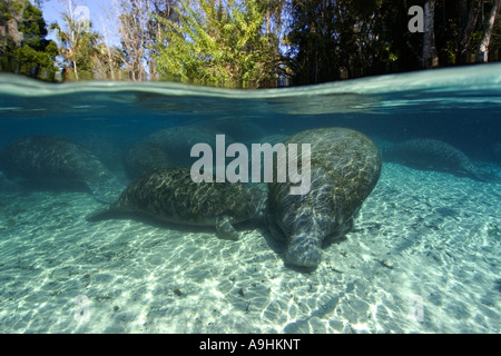 Les lamantins de Floride Trichechus manatus latirostris mère veau infirmiers Crystal River Florida USA Banque D'Images