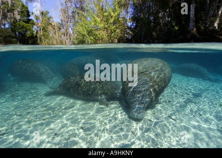 Les lamantins de Floride Trichechus manatus latirostris mère veau infirmiers Crystal River Florida USA Banque D'Images