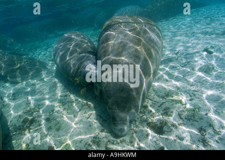 Les lamantins de Floride Trichechus manatus latirostris mère veau infirmiers Crystal River Florida USA Banque D'Images