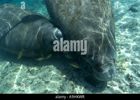 Les lamantins de Floride Trichechus manatus latirostris mère veau infirmiers Crystal River Florida USA Banque D'Images