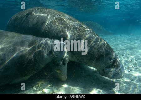 Les lamantins de Floride Trichechus manatus latirostris mère veau infirmiers Crystal River Florida USA Banque D'Images