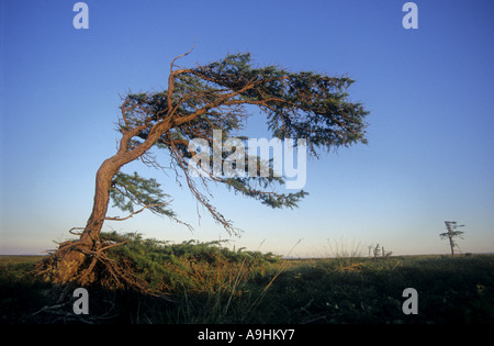 Le mélèze commun européen, mélèze (Larix decidua), façonnées par le vent, la Russie, Sibérie de l'Est, Malkatschan Banque D'Images