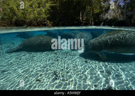 Les lamantins de Floride Trichechus manatus latirostris Crystal River Florida USA Banque D'Images