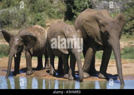 L'éléphant africain (Loxodonta africana), trois veaux boire à un trou d'eau Banque D'Images