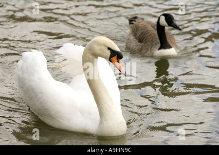 Bec de cygne aile cou animal animaux oiseaux oiseau cygne muet détail eau faune Cygnes portrait en extérieur nature animaux wild waterf Banque D'Images