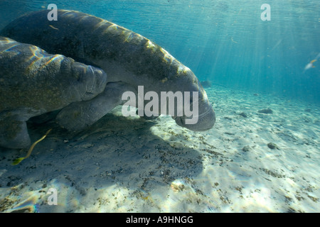 Les lamantins de Floride Trichechus manatus latirostris Crystal River Florida USA Banque D'Images