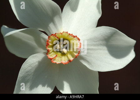 Oeil de faisans Narcisse en fleurs dans un jardin de Cheshire England Royaume-Uni UK Banque D'Images