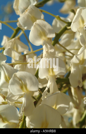 Libre de fleurs de glycine blanche au début de l'été s'épanouissent dans un jardin de Cheshire England Royaume-Uni UK Banque D'Images