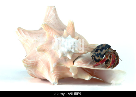 L'ermite terrestre (Coenobita spec.), sur la coquille d'escargot Banque D'Images