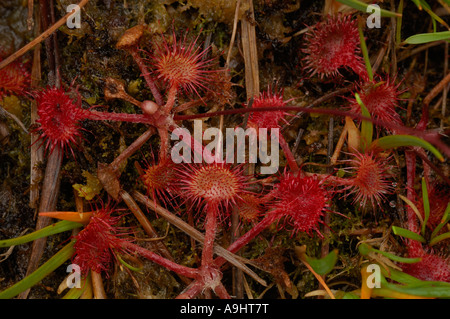 Le rossolis à feuilles rondes Drosera rotundifolia Banque D'Images