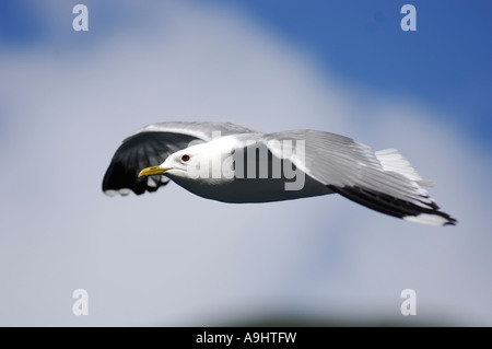 Vol de la Mouette Banque D'Images