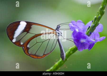 Glasswing (Greta oto) sur une fleur bleue Banque D'Images