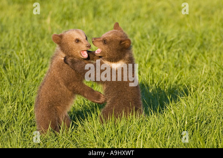 Ours brun européen cub, jouant (Ursus arctos) Banque D'Images