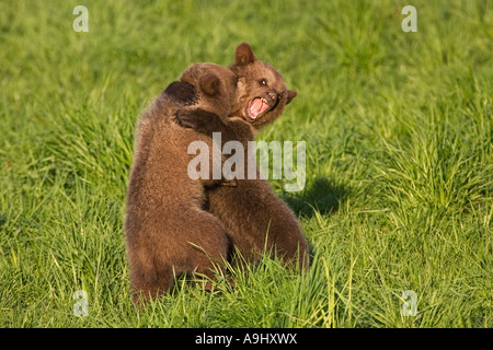 Ours brun européen cub, jouant (Ursus arctos) Banque D'Images