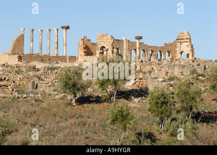 Basilique et capitale de l'ancienne ville romaine Volubilis, Maroc, Afrique Banque D'Images