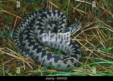 Vipera berus, homme peu après sa peau coulée Banque D'Images