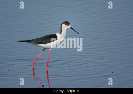 Black-winged Stilt (Himantopus himantopus) Banque D'Images