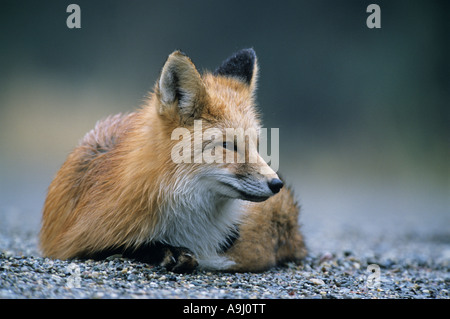 American Red Fox (Vulpes vulpes) femelle se repose sur le bord de la forêt, Banque D'Images