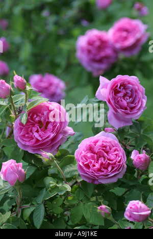 Rose (Rosa spec.), Comte de Chambord Rose rose 1860 Beutig jardin d'essai, l'Allemagne, Bade-Wurtemberg, Baden-Baden Banque D'Images