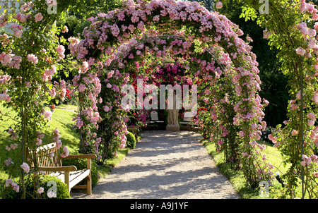 Rose (Rosa spec.), Rose jardin d'essai, le Beutig rose coudes, Allemagne, Baden-Baden Banque D'Images