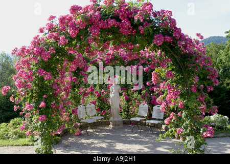 Rose (Rosa spec.), Rose jardin d'essai, le Beutig rose coudes, Allemagne, Baden-Baden Banque D'Images