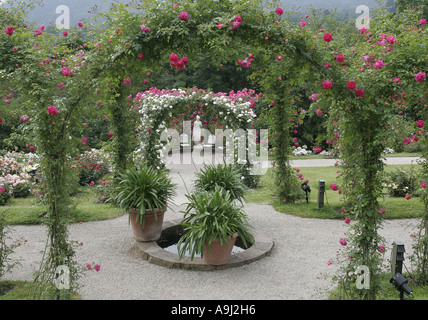 Rose (Rosa spec.), Rose jardin d'essai, le Beutig rose coudes, Allemagne, Baden-Baden Banque D'Images