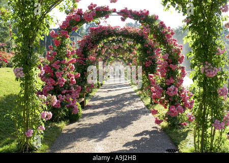 Rose (Rosa spec.), Rose jardin d'essai, le Beutig rose coudes, Allemagne, Baden-Baden Banque D'Images